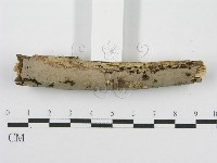 筍殼菌屬藏品圖，第5張