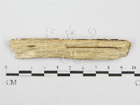 筍殼菌屬藏品圖，第3張