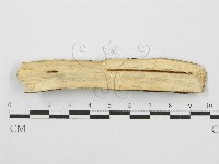 筍殼菌屬藏品圖，第4張