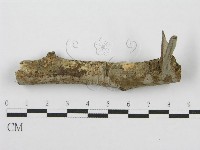 筍殼菌屬藏品圖，第1張