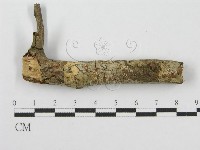 筍殼菌屬藏品圖，第3張