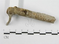 筍殼菌屬藏品圖，第4張