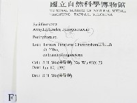 筍殼菌屬藏品圖，第2張