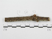 筍殼菌屬藏品圖，第1張