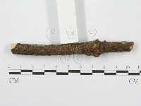 筍殼菌屬藏品圖，第3張