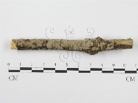 筍殼菌屬藏品圖，第4張
