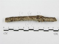 筍殼菌屬藏品圖，第5張