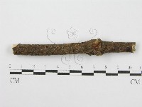 筍殼菌屬藏品圖，第6張