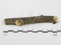 筍殼菌屬藏品圖，第1張
