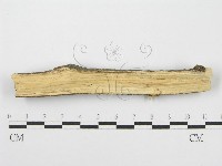筍殼菌屬藏品圖，第3張