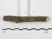 筍殼菌屬藏品圖，第4張