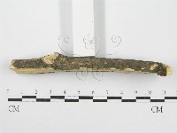 筍殼菌屬藏品圖，第5張
