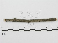 筍殼菌屬藏品圖，第1張