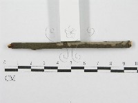筍殼菌屬藏品圖，第3張