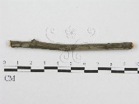 筍殼菌屬藏品圖，第4張