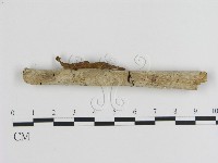 刺皮菌屬藏品圖，第1張