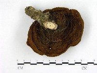 登錄號:F0012006藏品圖，第1張