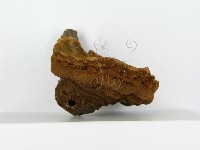 登錄號:F0012006藏品圖，第4張