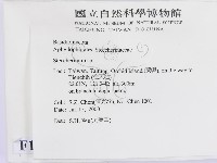 齒耳菌屬藏品圖，第2張