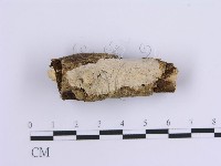 齒耳菌屬藏品圖，第1張