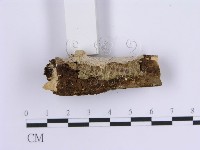 齒耳菌屬藏品圖，第5張