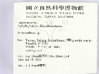 假芝屬藏品圖，第2張