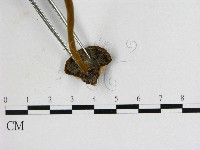 假芝屬藏品圖，第3張