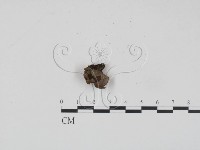 登錄號:F0012012藏品圖，第1張