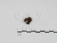 登錄號:F0012012藏品圖，第3張