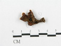 登錄號:F0012013藏品圖，第1張