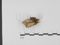 登錄號:F0012017藏品圖，第3張
