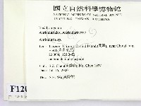 木耳屬藏品圖，第2張