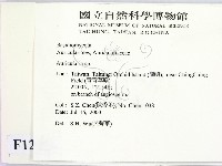 木耳屬藏品圖，第2張