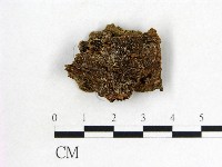 木耳屬藏品圖，第3張