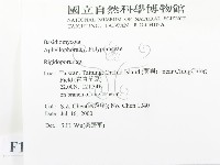 硬孔菌屬藏品圖，第2張