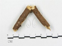 硬孔菌屬藏品圖，第1張