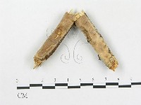 硬孔菌屬藏品圖，第3張