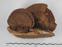 登錄號:F0012025藏品圖，第1張