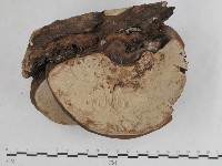 登錄號:F0012025藏品圖，第4張