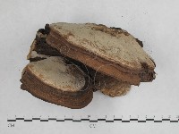 登錄號:F0012025藏品圖，第5張