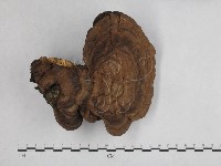 登錄號:F0012029藏品圖，第1張