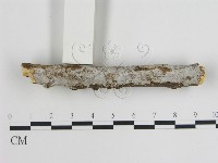 登錄號:F0012030藏品圖，第1張