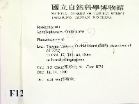 顯絲菌屬藏品圖，第2張