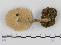 登錄號:F0012034藏品圖，第3張