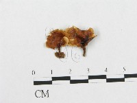 登錄號:F0012035藏品圖，第1張