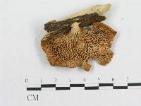 登錄號:F0012036藏品圖，第1張