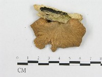 登錄號:F0012036藏品圖，第3張