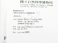 射脈菌屬藏品圖，第2張