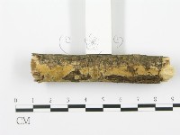 射脈菌屬藏品圖，第3張