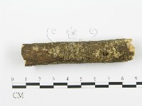 射脈菌屬藏品圖，第4張